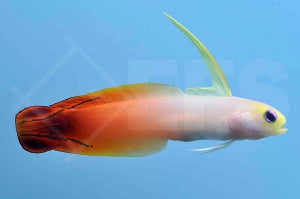 Feuer Schwertgrundel (Nemateleotris magnifica)