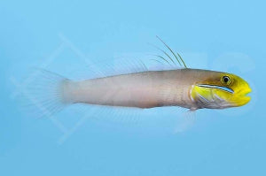 Goldstirn Schläfergrundel (Valenciennea strigata)