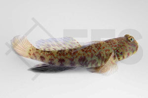 Vielpunkt Wächtergrundel (Cryptocentrus caeruleomaculatus)