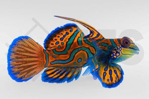 Mandarinfisch (Synchiropus splendidus)