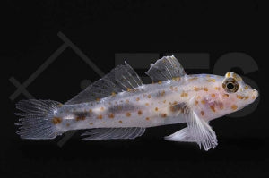 Orangefleck Sandgrundel (Fusigobius pallidus)