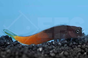 Zweifarbiger Schleimfisch (Ecsenius bicolor)