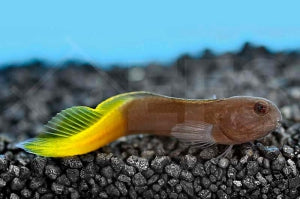 Schwarzer Gelbflossen (Blenny Enchelyurus flavipes)