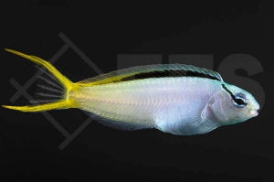 Säbelzahnschleimfisch (Meiacanthus atrodorsalis)