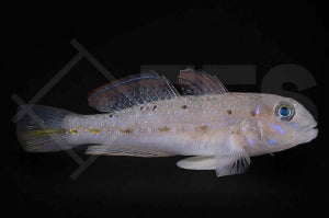 Trauerfahnen-Grundel (Oplopomus caninoides)