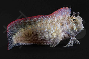Juwelen Felshüpfer (Salarias fasciatus)