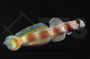 Hafengrundel Amblyeleotris latifasciata
