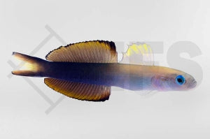Scherenschwanz Torpedogrundel (Ptereleotris evides)