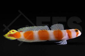 Pinkband Partnergrundel (Cryptocentrus aurora)