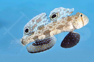 Krabbenaugengrundel (Signigobius biocellatus)