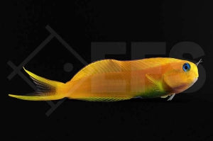 Gold Schleimfisch (Ecsenius midas)