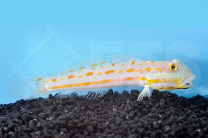 Maiden Schläfergrundel (Valenciennea puellaris)