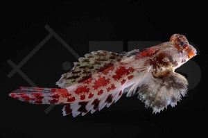 Roter Spinnenfisch (Synchiropus marmoratus)