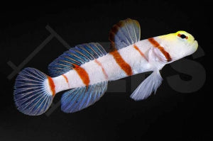 Dracula Wächtergrundel (Stonogobiops dracula)