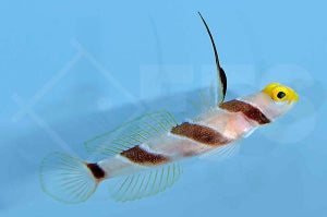Gelbschnauzengrundel (Stonogobiops xanthorhinica)