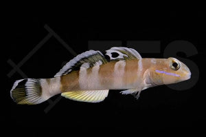 Breitband Schläfergrundel (Valenciennea wardii)