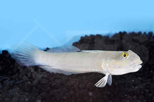 Sechspunkt Schläfergrundel (Valenciennea sexguttata)