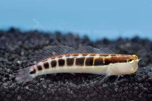 Gestreifter Schleimfisch (Ecsenius lineatus)