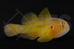 Zitronengrundel (Gobiodon citrinus)