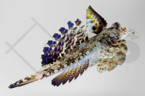 Finger Leierfisch (Dactylopus dactylopus)