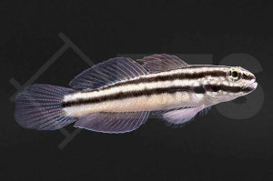 Link's Baggergrundel (Amblygobius linki)