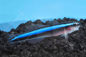 Blaue Neonputzergrundel (Elacatinus oceanops)