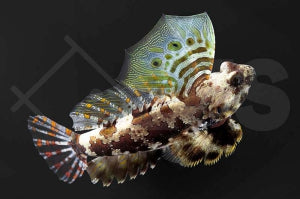 Augenfleck Leierfisch (Synchiropus ocellatus)