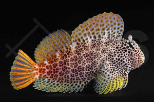 Leoparden Schleimfisch (Exallias brevis)
