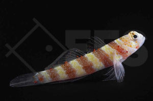 Wheelers Partnergrundel (Amblyeleotris wheeleri)