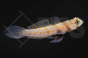 Orange Gepunktete Partnergrundel (Amblyeleotris guttata)