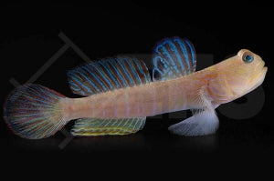 Lagunen Wächtergrundel (Cryptocentrus cyanotaenia)