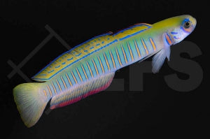Zebra Torpedogrundel (Ptereleotris zebra)