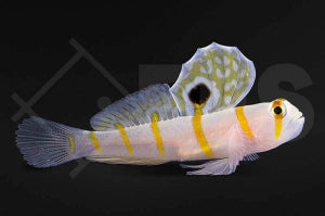 Randall´s Partnergrundel (Amblyeleotris randalli)