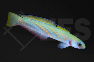 Zebra Torpedogrundel (Ptereleotris zebra)