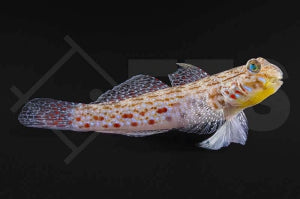 Schmuckgrundel (Istigobius ornatus)