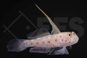 Sichelgrundel Ctenogobiops tangaroai