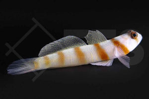 Steinitz Wächtergrundel (Amblyeleotris steinitzi)