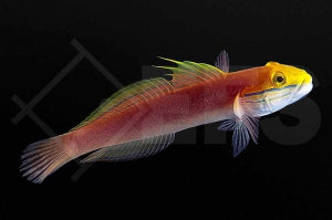 Bella Schläfergrundel (Valenciennea bella)