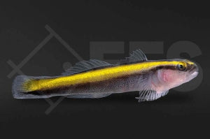 Gelbe Neonputzergrundel (Elacatinus figaro)