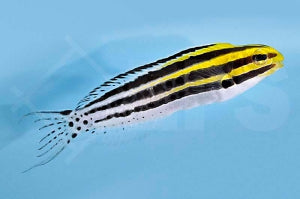 Zebra Schleimfisch (Meiacanthus grammistes)