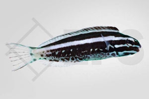 Komohara Schleimfisch (Meiacanthus kamoharai)