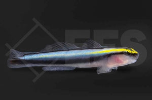Hainasen Grundel (Elacatinus evelynae)