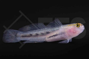 Rotkopfgrundel (Elacatinus puncticulatus)