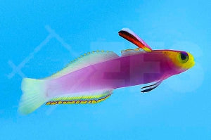 Helfrichs Schwertgrundel (Nemateleotris helfrichi)