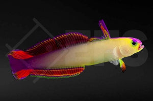 Pfeilgrundel (Nemateleotris exquisita)