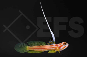 Yasha Grundel (Stonogobiops yasha)