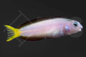 Afrikanischer Leierschwanz Schleimfisch (Meiacanthus mossambicus)
