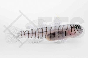 Tigergrundel (Elacatinus macrodon)