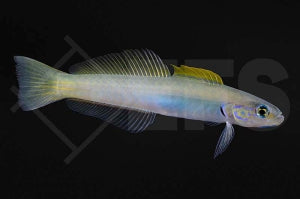 Blaukopf Torpedogrundel (Ptereleotris microlepis)