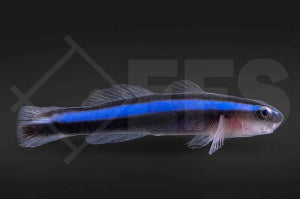 Blaue Neonputzergrundel (Elacatinus oceanops)